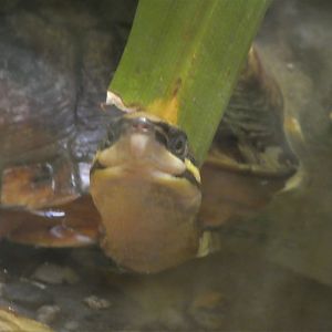 Reptile Discovery Center - McCord's Box Turtle