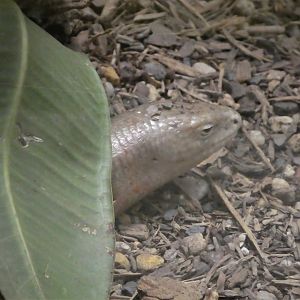 Reptile Discovery Center - Sheltopusik