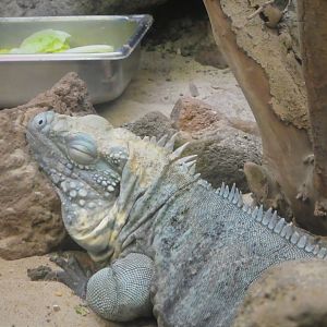 Reptile Discovery Center - Blue Iguana