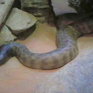 Reptile Discovery Center - Black-headed Python