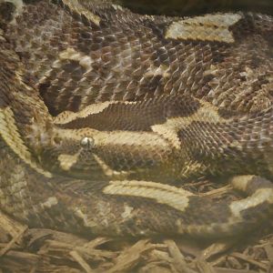 Reptile Discovery Center - Rhinoceros Viper