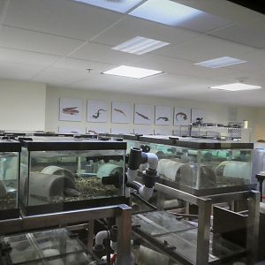 Reptile Discovery Center - Appalachian Salamander Lab