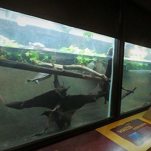 Reptile Discovery Center - Eastern Long-necked Turtle, Northern Red-faced Turtle Exhibit