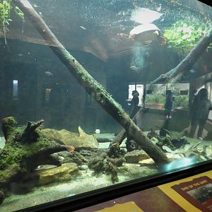 Reptile Discovery Center - Pig-nosed Turtle and Australian Rainbowfish Exhibit