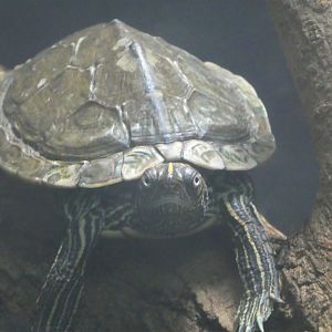 Reptile Discovery Center - Mississippi Map Turtle