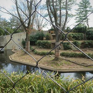 Great Cats - Lion Exhibit 1