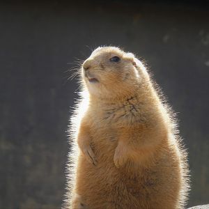 Great Cats - Black-tailed Prairie Dog