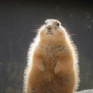 Great Cats - Black-tailed Prairie Dog