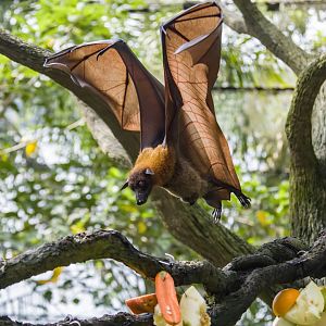 The large flying fox (Pteropus vampyrus)