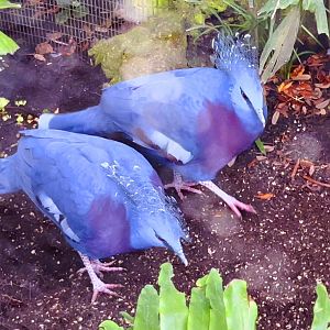 Victoria Crowned Pigeons