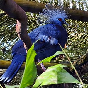 Victoria Crowned Pigeon