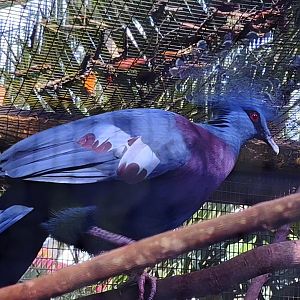 Victoria Crowned Pigeon