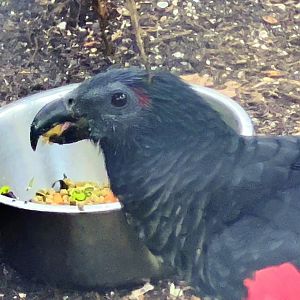 Pesquet's Parrot Closeup
