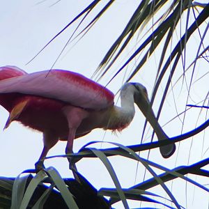Roseate Spoonbill