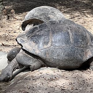 Giant Tortoises