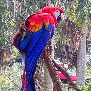 Scarlet Macaw