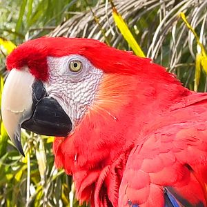 Scarlet Macaw Closeup