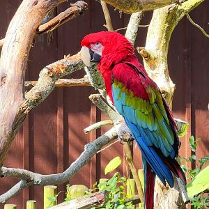 Green-Winged Macaw