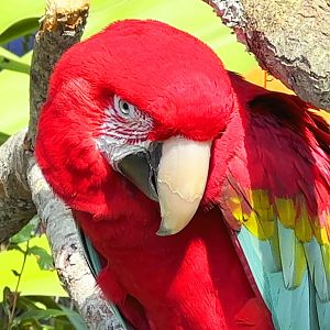 Green-Winged Macaw Closeup