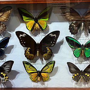 Gomek Forever - Butterfly Specimens
