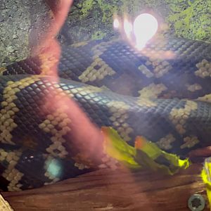 Gomek Forever - Jungle Carpet Python