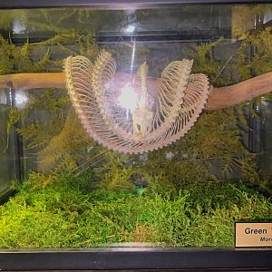Gomek Forever - Green Tree Python Skeleton