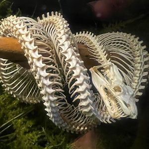 Gomek Forever - Green Tree Python Skeleton