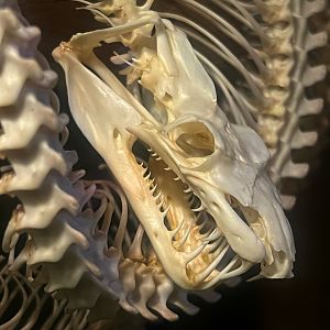 Gomek Forever - Green Tree Python Scary Teeth