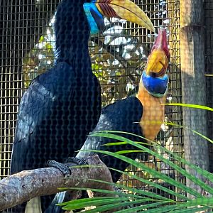 Knobbed Hornbills
