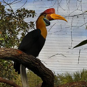 Knobbed Hornbill Male