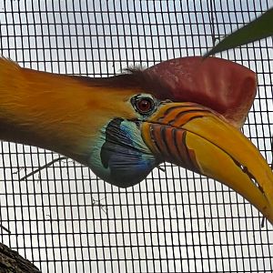 Knobbed Hornbill Male Closeup