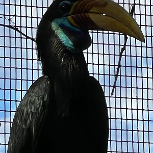 Knobbed Hornbill Female