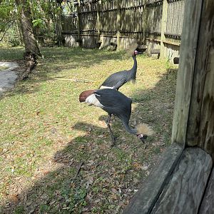 Birds of Africa - West African Crowned Cranes