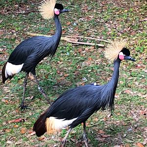 Birds of Africa - West African Crowned Cranes