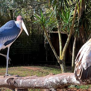 Birds of Africa - Cape Griffon Vulture & Marabou Stork