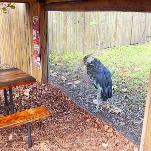 Birds of Africa - Old Man at Viewing Window