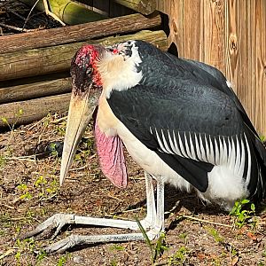 Birds of Africa - Old Man Sleeping