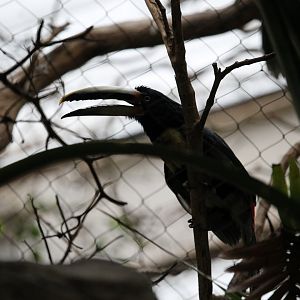 Pale-mandibled Aracari (Pteroglossus torquatus erythropygius)