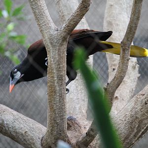Montezuma Oropendola (Psarocolius montezuma)