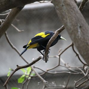 Yellow-rumped Cacique (Cacicus cela)