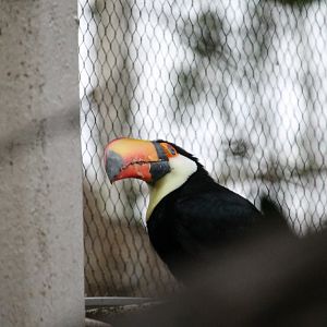 Toco Toucan (Ramphastos toco)