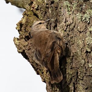 Brown Treecreeper