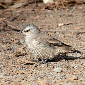 Brown Treecreeper