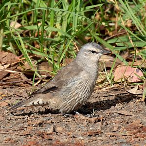 Brown Treecreeper