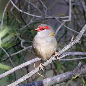 Red-browed Finch