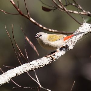 Juvenile Red-browed Finch