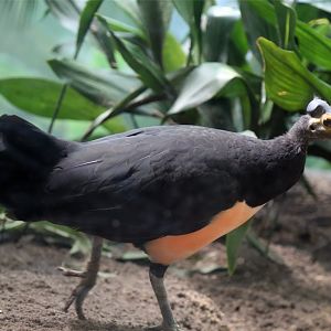 Maleo (Macrocephalon maleo)