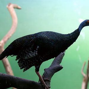 Ocellated Turkey