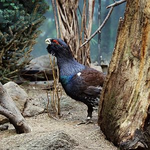 Western Capercaillie