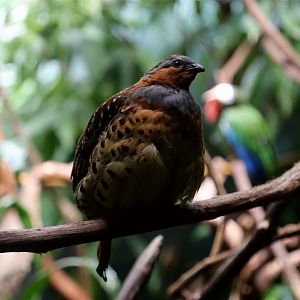 Chinese Bamboo Partridge (Bambusicola thoracicus), May 2017